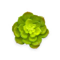 SUCCULENT 3.5"