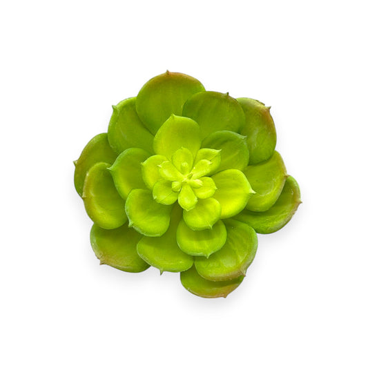 SUCCULENT 3.5"