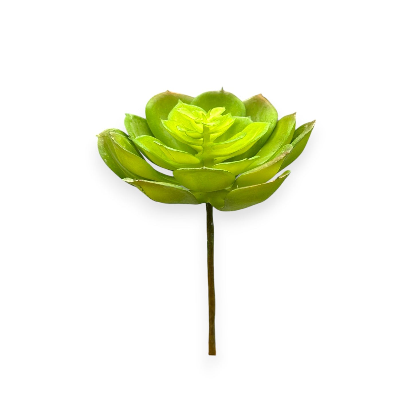 SUCCULENT 3.5"