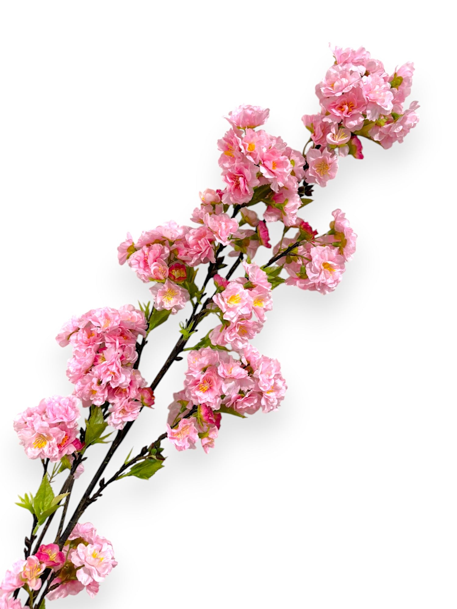 CHERRY BLOSSOM SPR 60"