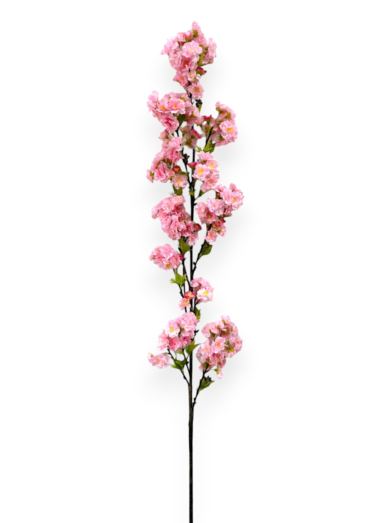 CHERRY BLOSSOM SPR 60"