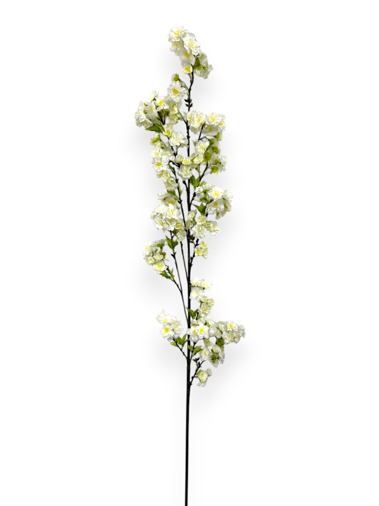 CHERRY BLOSSOM SPR 60"