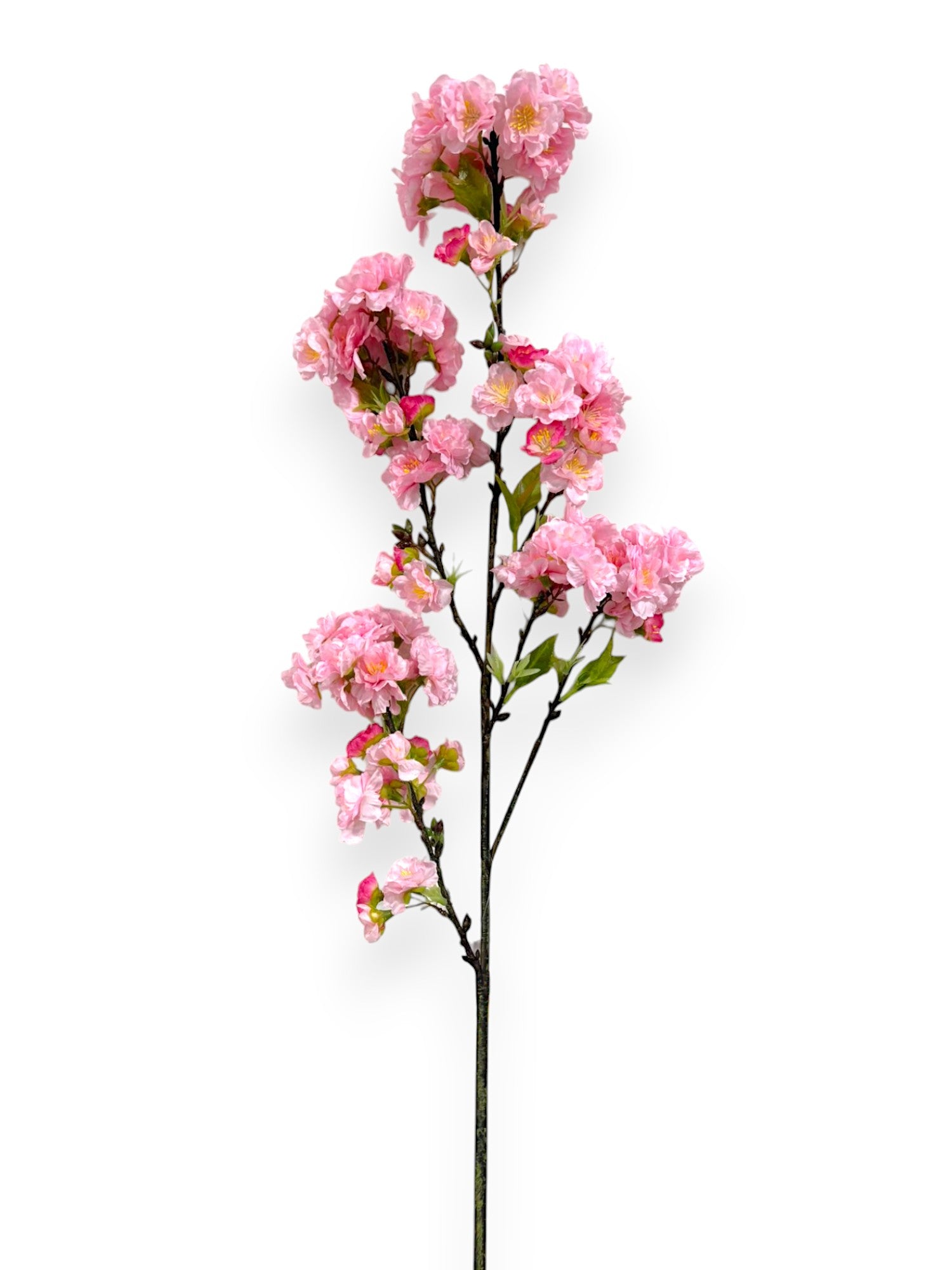 CHERRY BLOSSOM SPR 36"