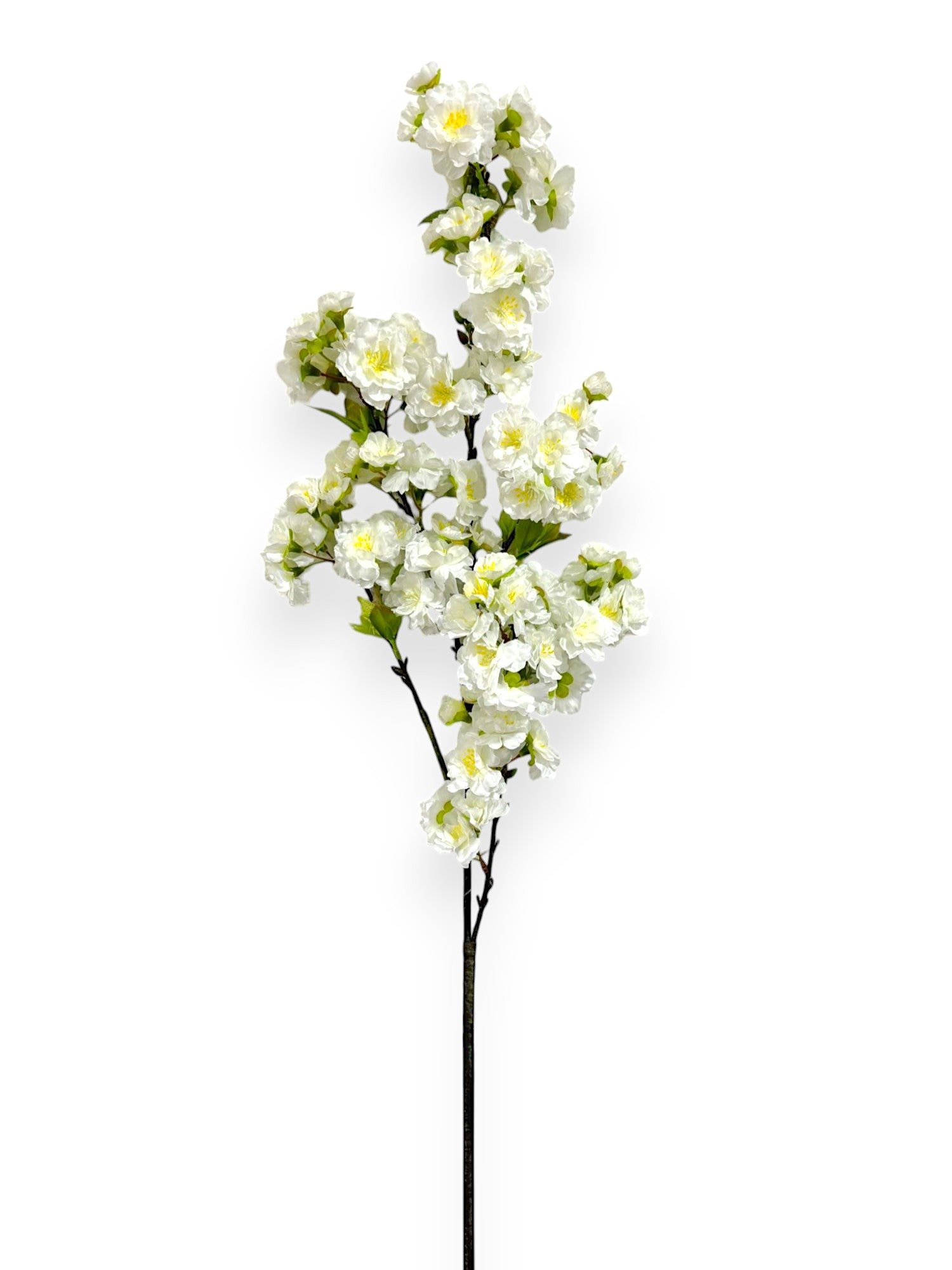 CHERRY BLOSSOM SPR 36"