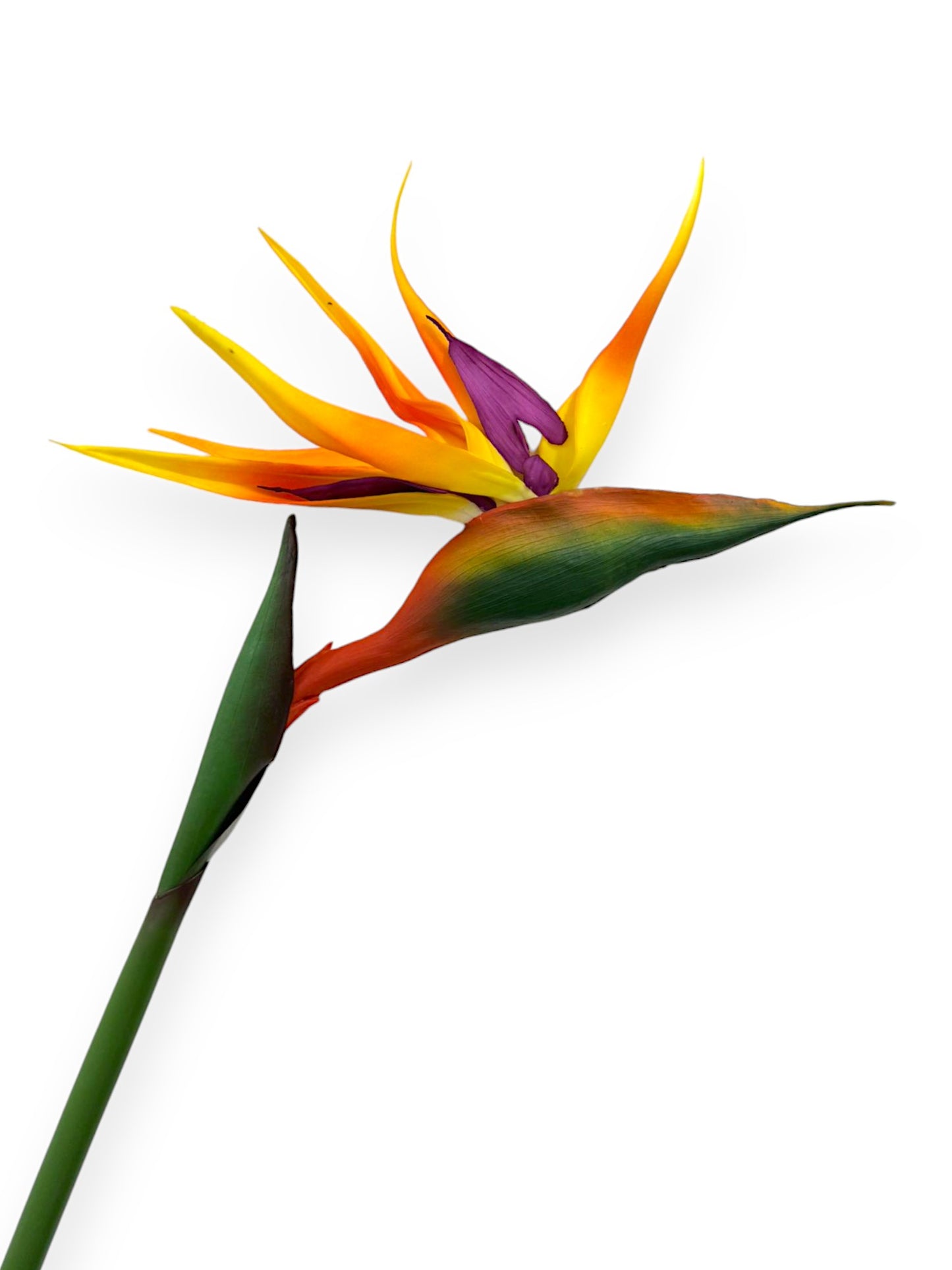 BIRD OF PARADISE 37"