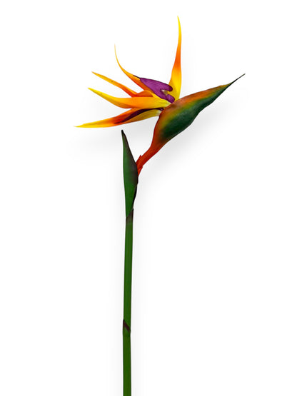 BIRD OF PARADISE 37"