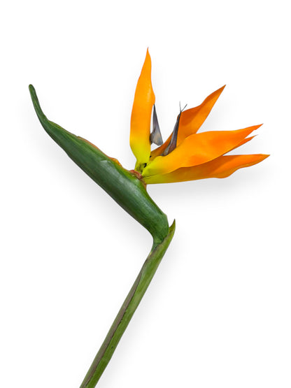 BIRD OF PARADISE 35"