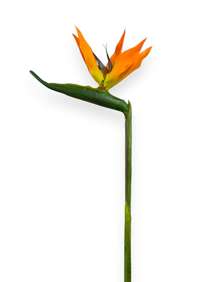 BIRD OF PARADISE 35"