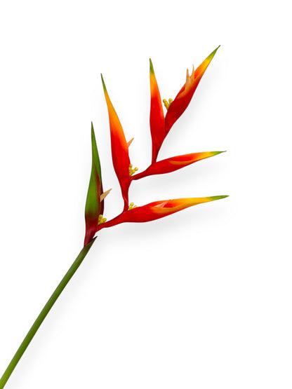 HELICONIA 32"