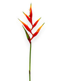 HELICONIA 32"