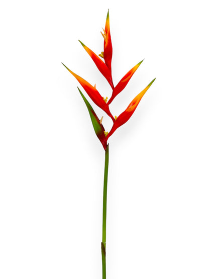 HELICONIA 32"