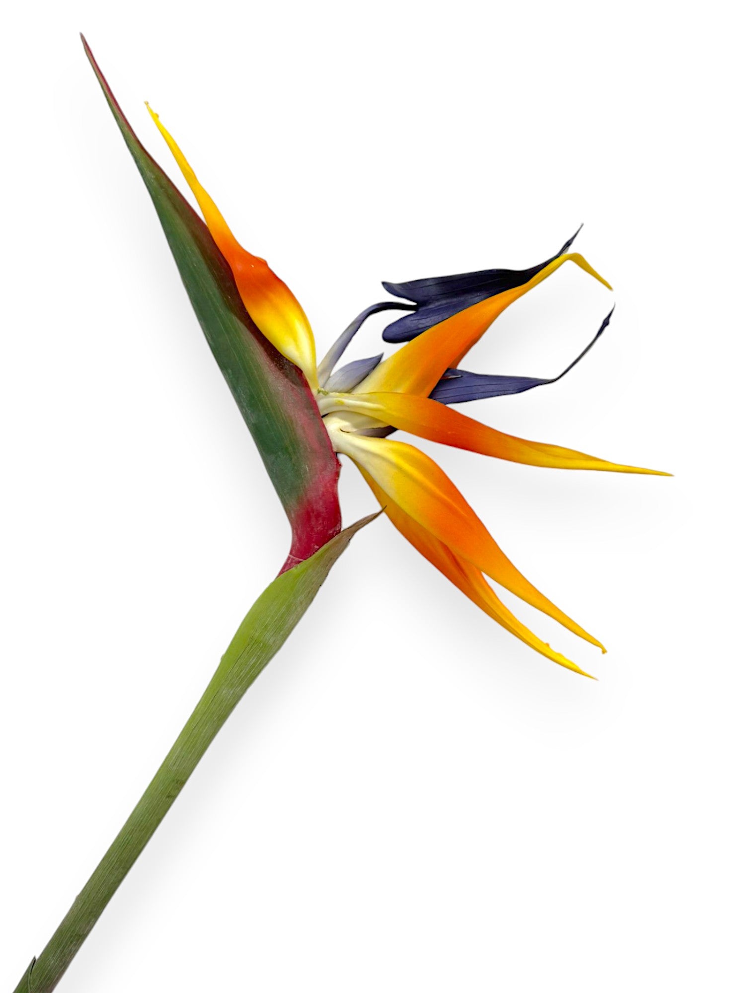 BIRD OF PARADISE 39"