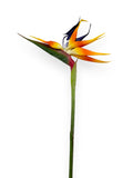 BIRD OF PARADISE 39"