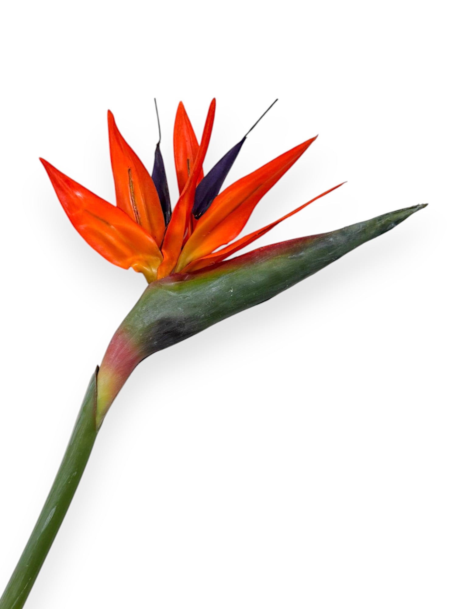 BIRD OF PARADISE 33"