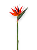BIRD OF PARADISE 33"