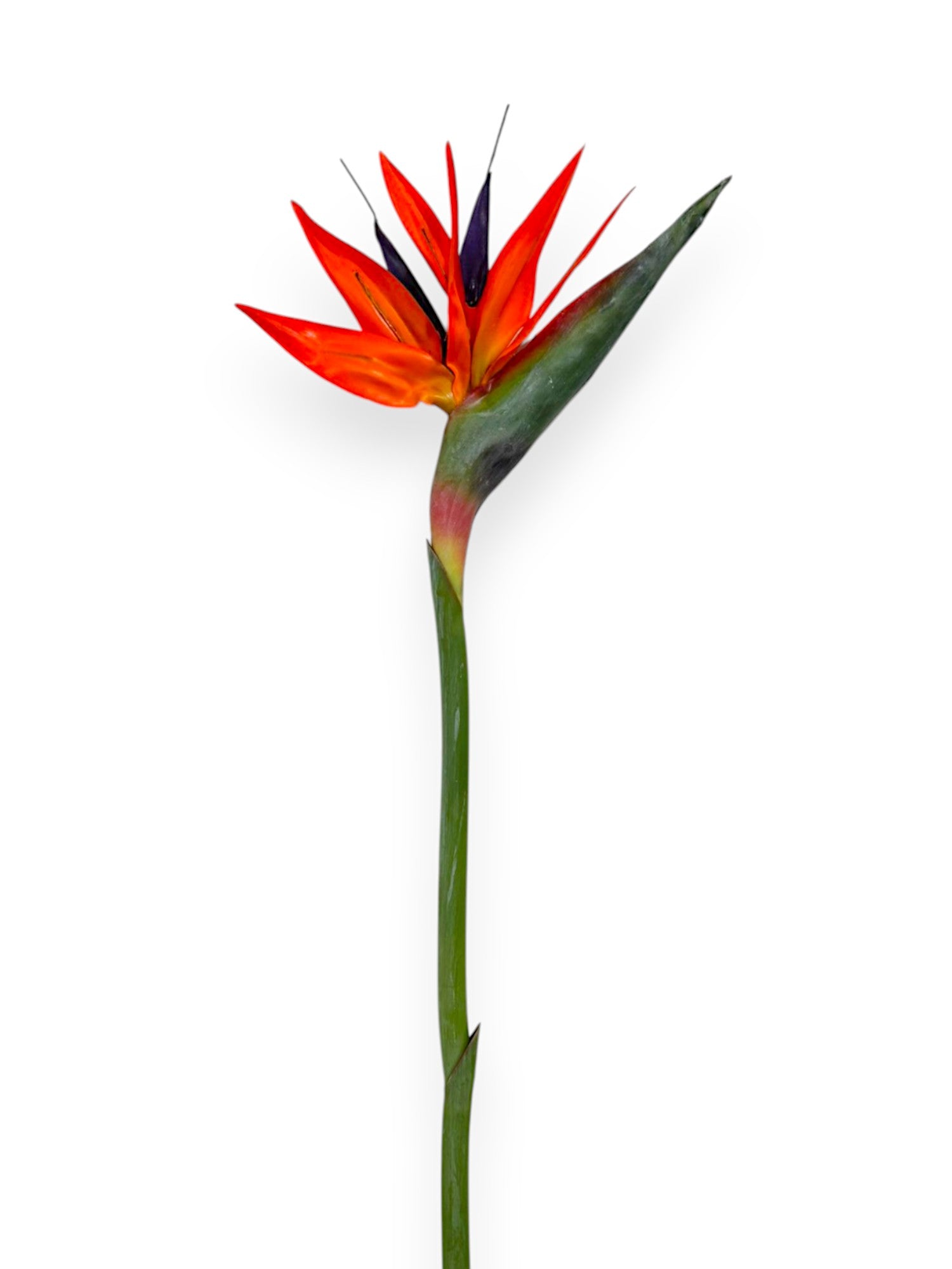 BIRD OF PARADISE 33"