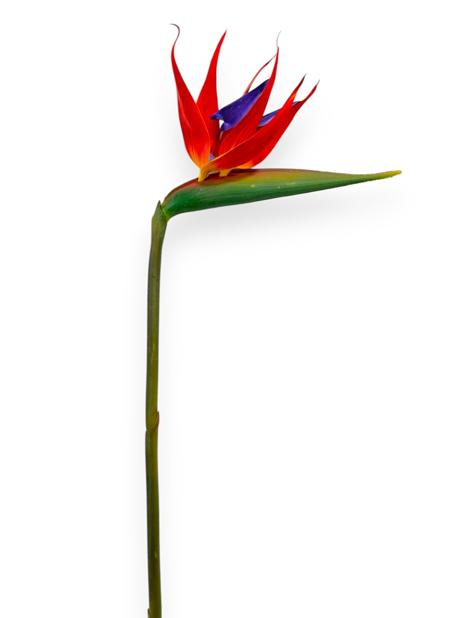 Bird of Paradise Flower Stem 34”