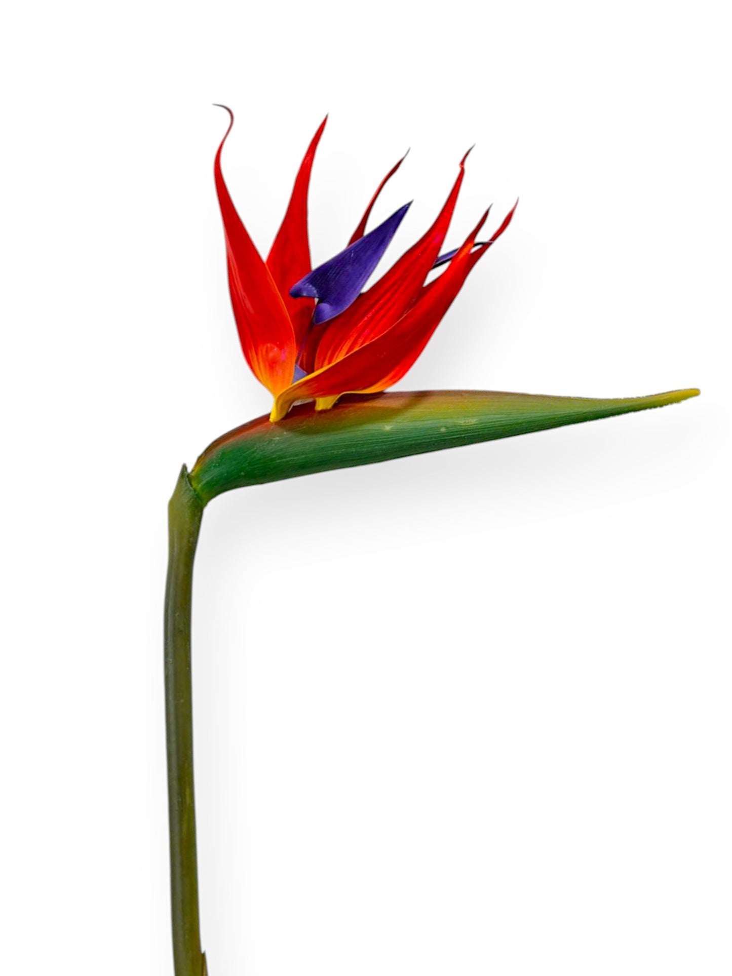 BIRD OF PARADISE FLS 34"