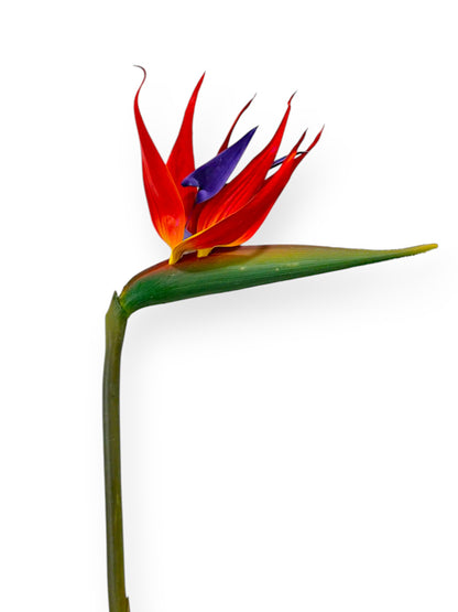 BIRD OF PARADISE FLS 34"