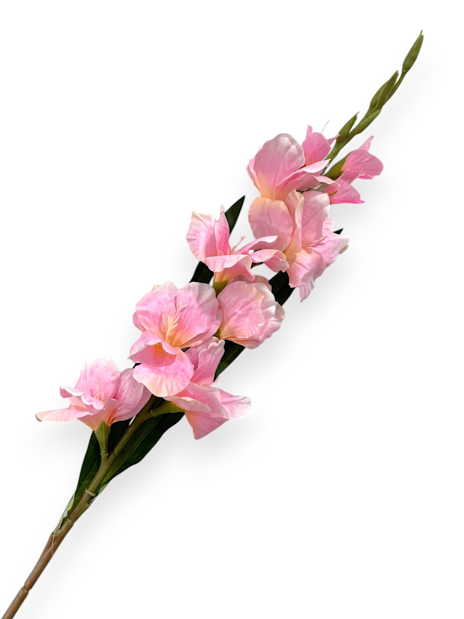 GLADIOLUS FLOWER GLADIOLA