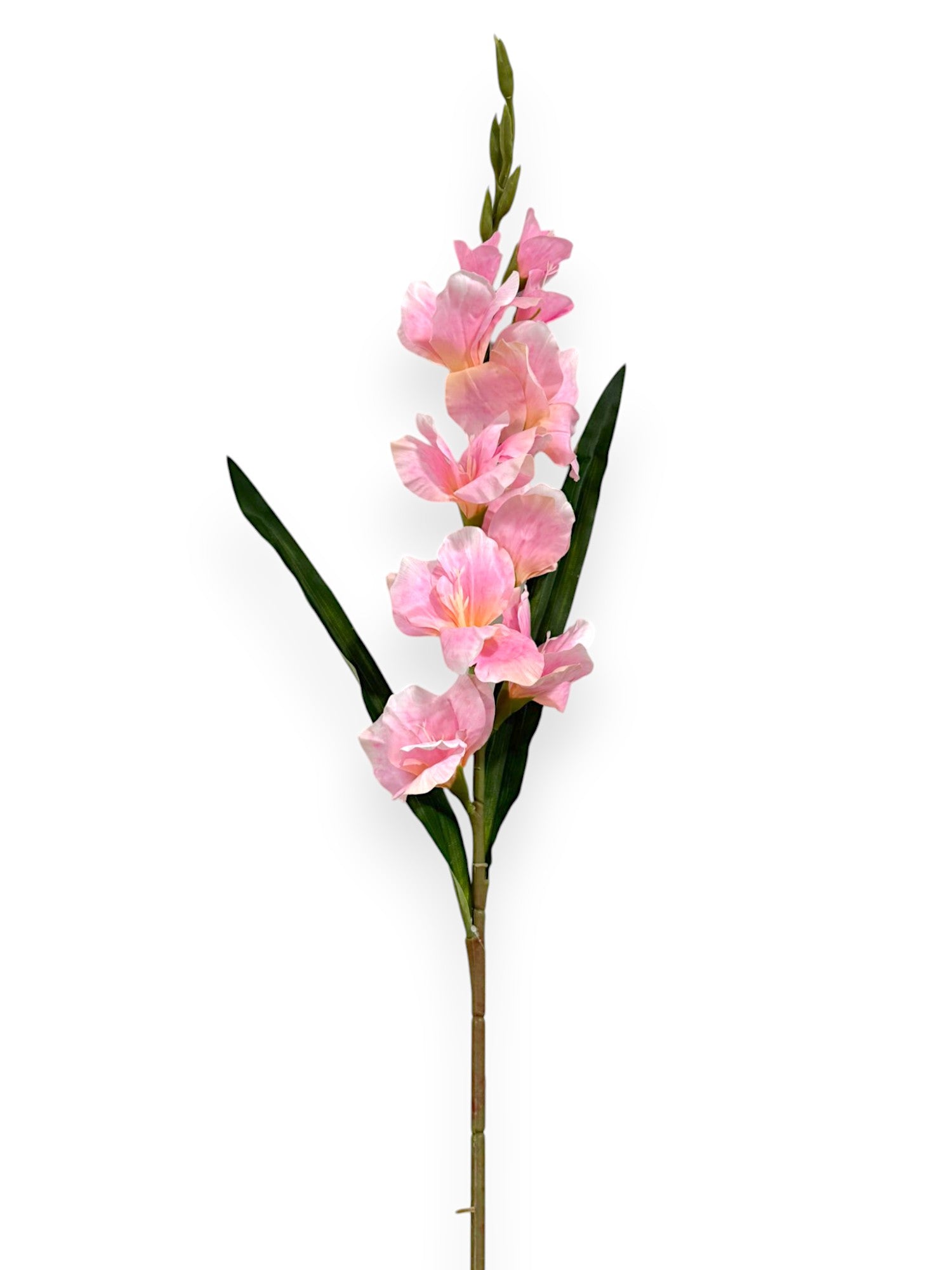 GLADIOLUS FLOWER GLADIOLA