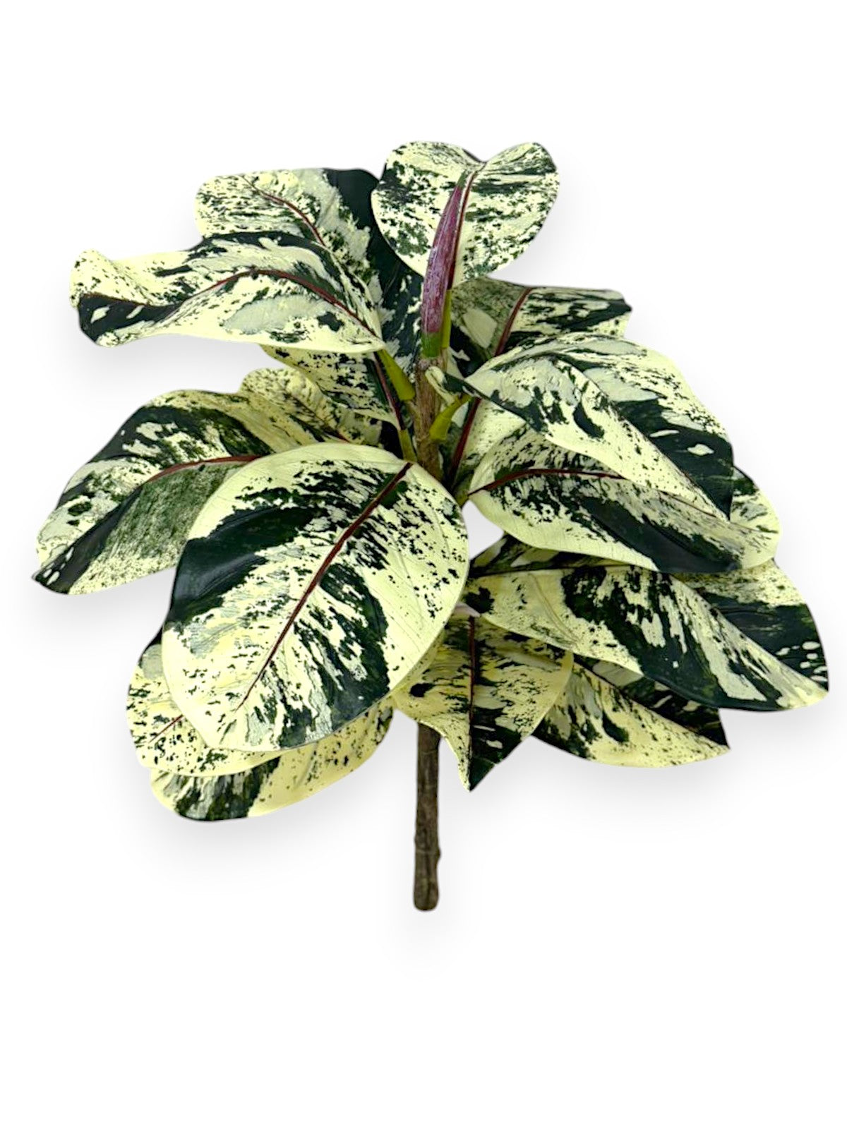 FICUS SPRAY 31" UV