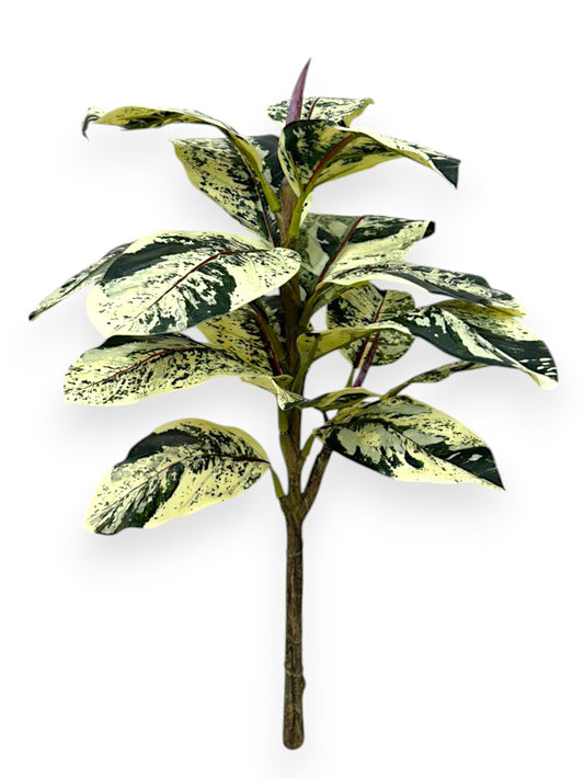 FICUS SPRAY 31" UV