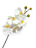 ORCHID PHAL.X5F