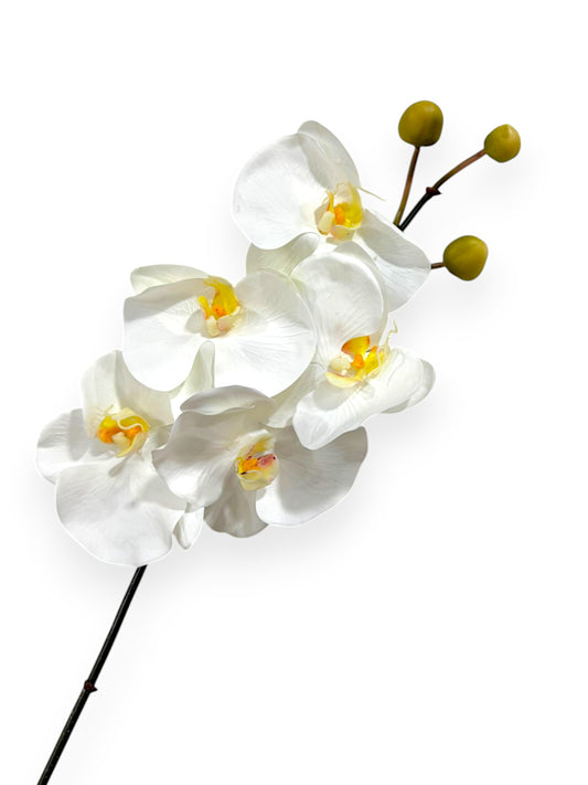 ORCHID PHAL.X5F