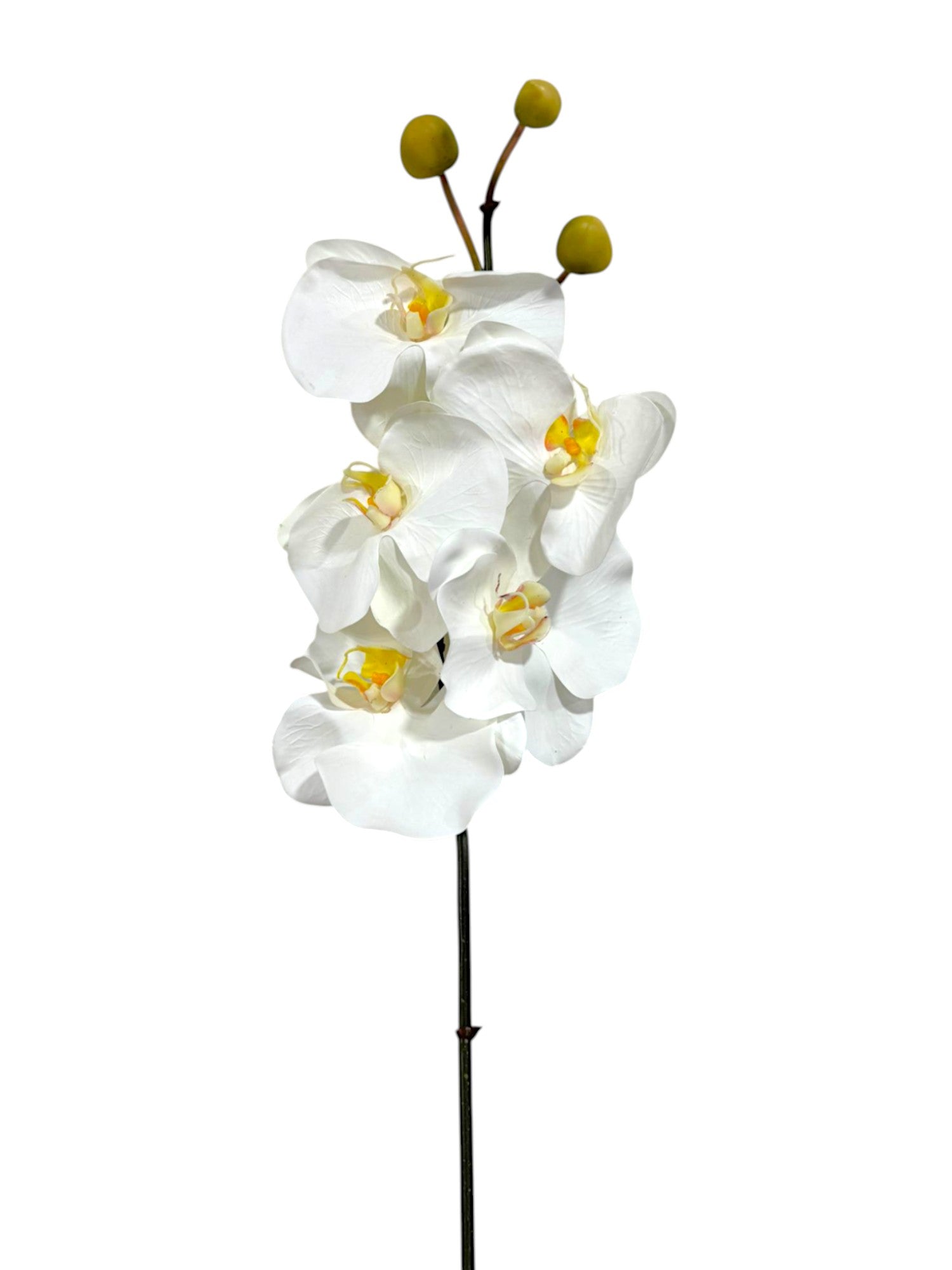 ORCHID PHAL.X5F