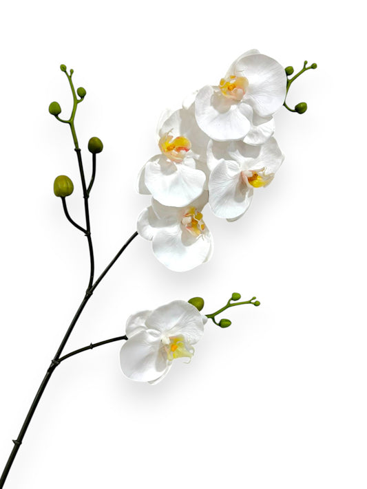 PHAL. SPRAYX3 33"