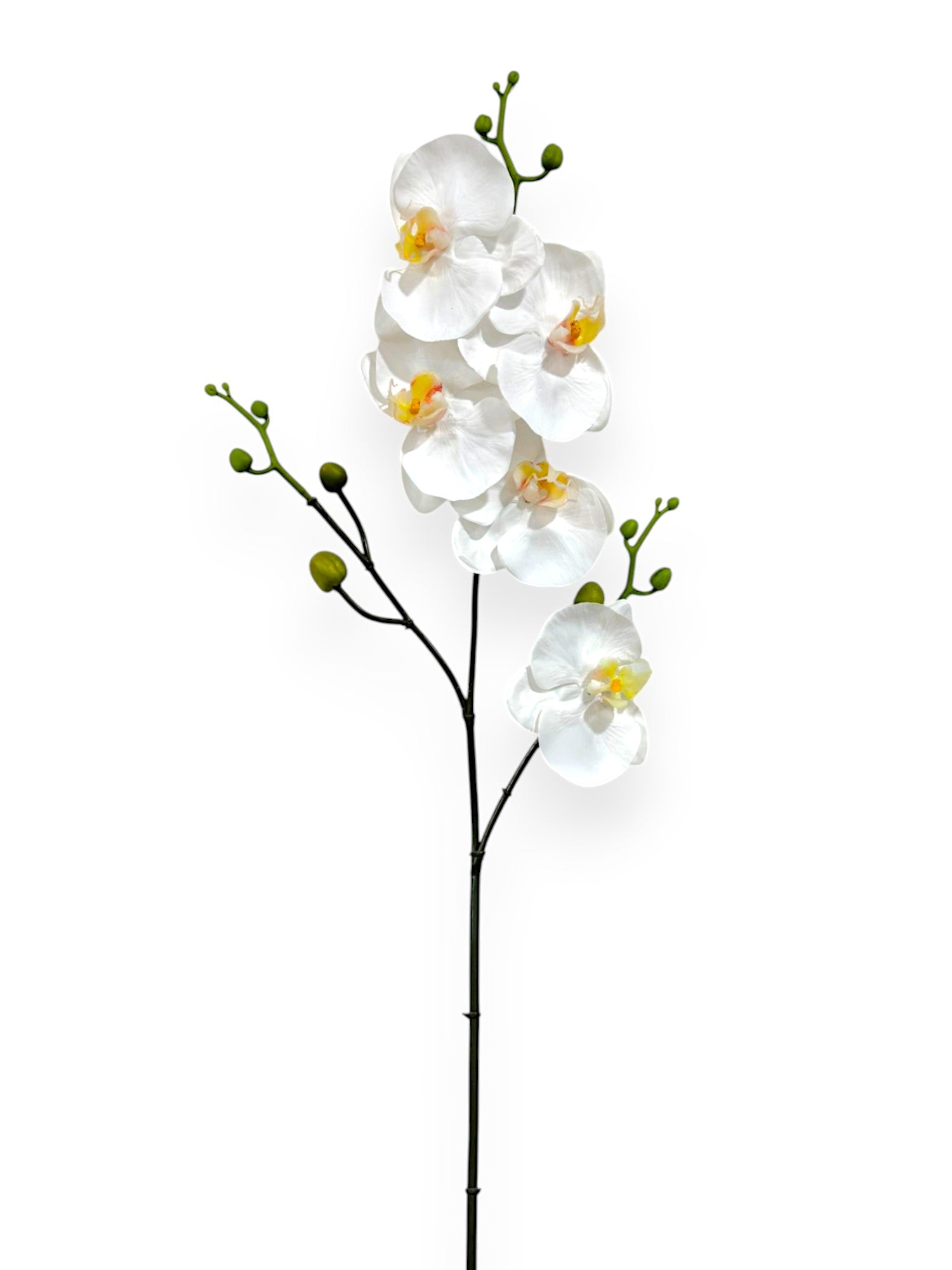 PHAL. SPRAYX3 33"