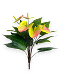 ANTHURIUM PLANT X5 19"