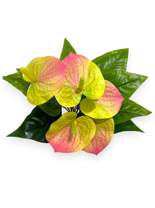 ANTHURIUM PLANT X5 19"