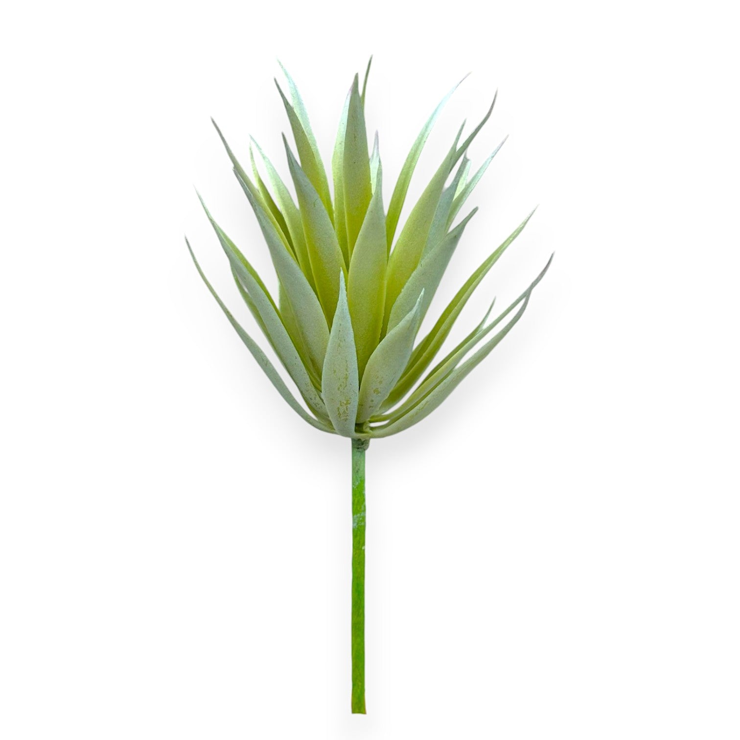 SUCCULENT AGAVE 4.5"