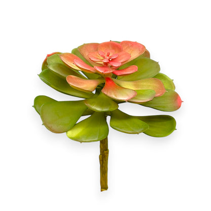 SUCCULENT 5.5"