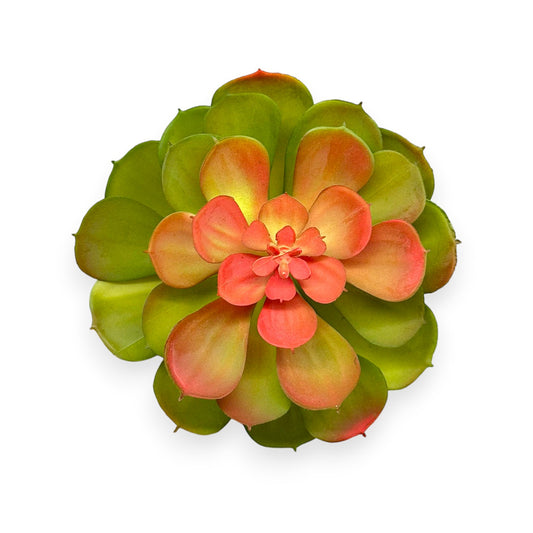 SUCCULENT 5.5"