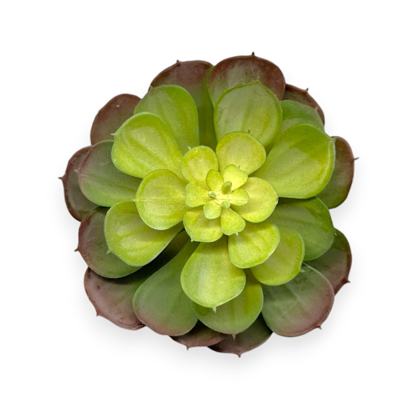 SUCCULENT 5.5"