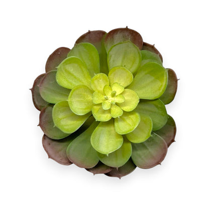 SUCCULENT 5.5"