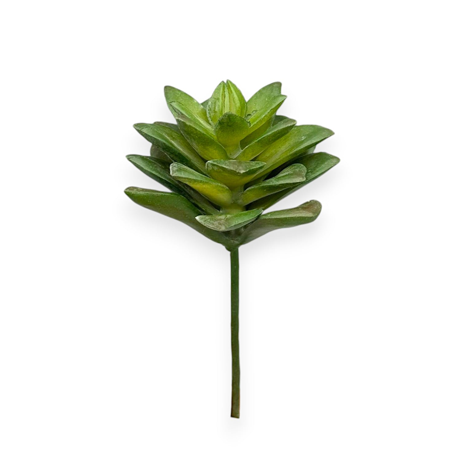 SUCCULENT 3"
