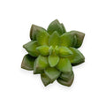 SUCCULENT 3"