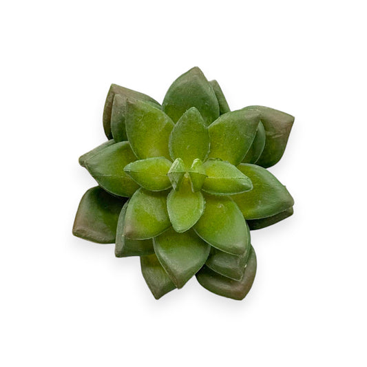 SUCCULENT 3"