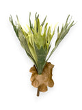 STAGHORN 14"