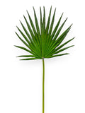 FLABELLUM 32"