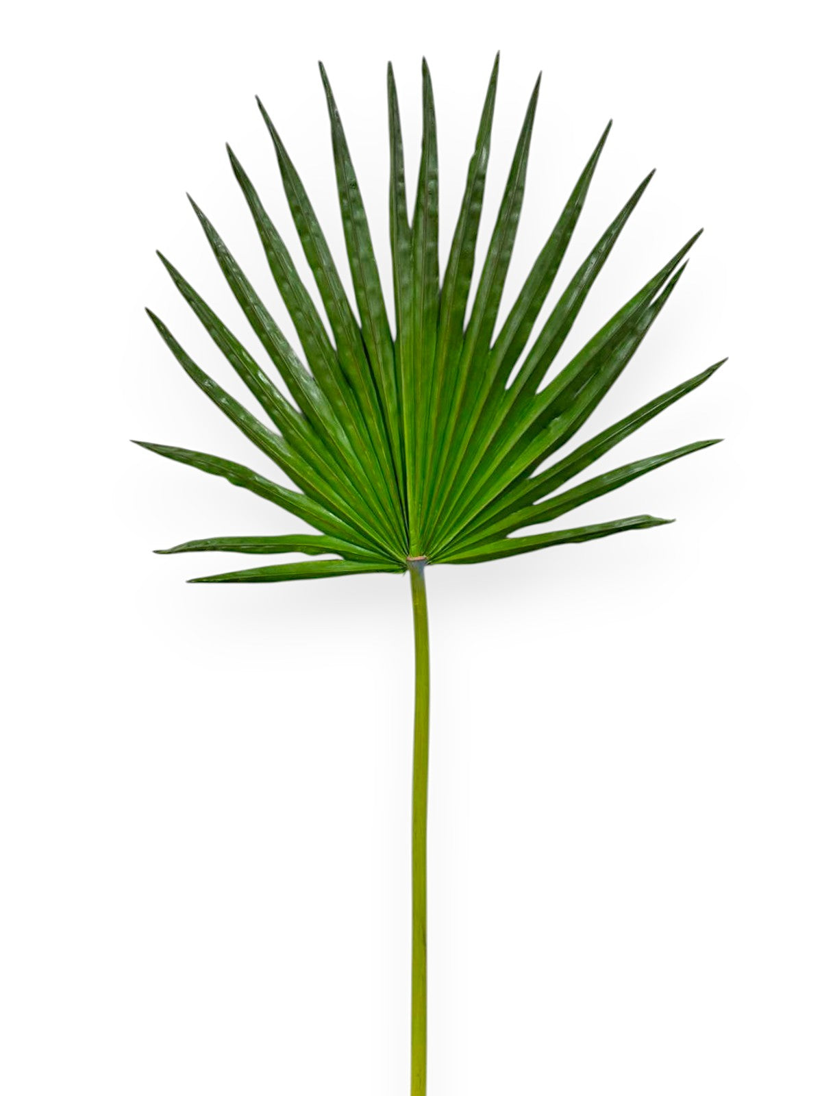 FLABELLUM 32"