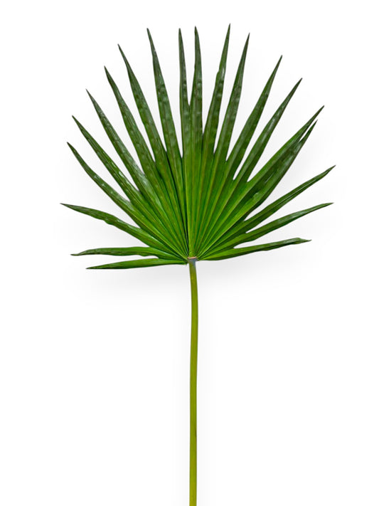 FLABELLUM 32"