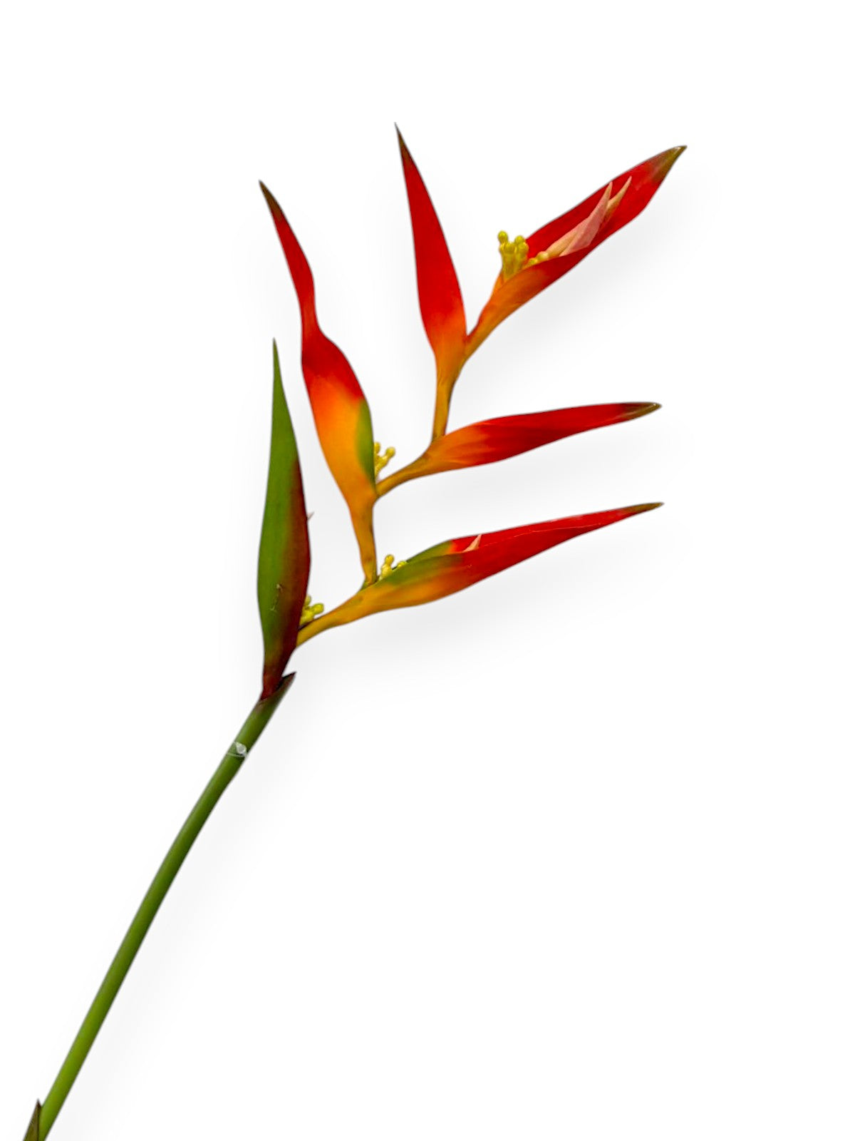 CRANE BANANAS MINIAT 32"