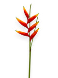 CRANE BANANAS MINIAT 32"