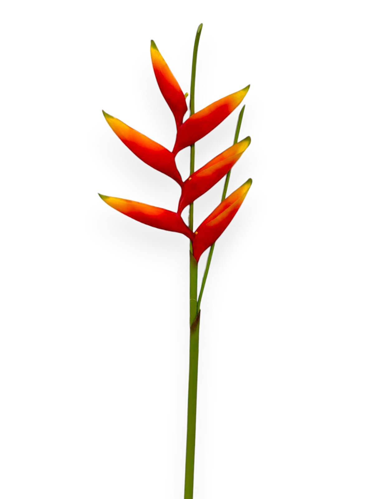 CRANE BANANAS MINIAT 32"