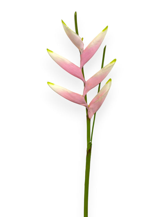 CRANE BANANAS MINIAT 32"